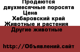 Продаются двухмесячные поросята › Цена ­ 3 000 - Хабаровский край Животные и растения » Другие животные   